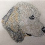 Hond Golden Retriever